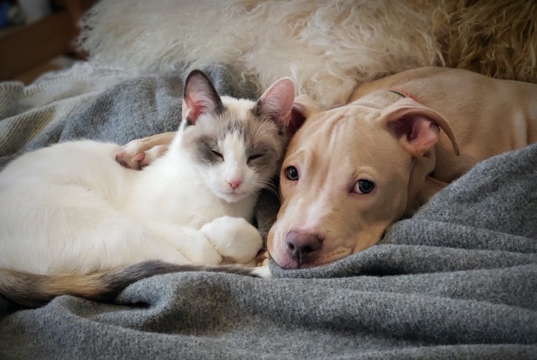 Pet Lovers: A Guide to Nurturing Your Furry Friends