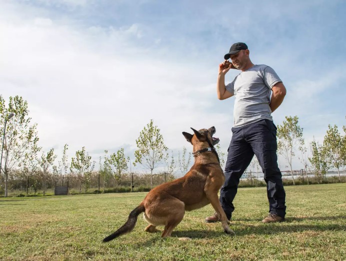 Dog Training Tips For A Well-Behaved Furry Friend by Ayoub