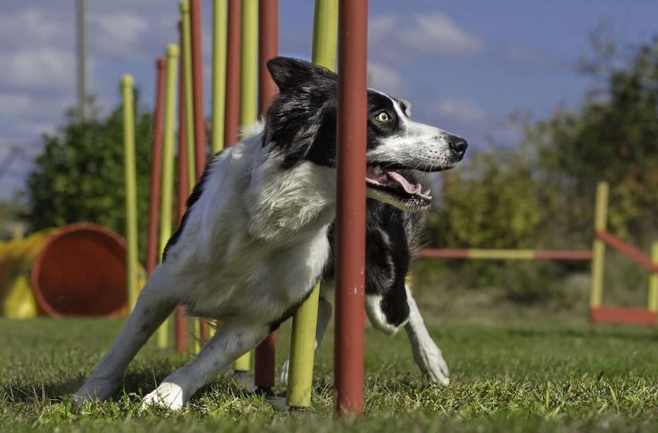 The Ultimate Guide to Finding the Best Dog Boarding and Training Services