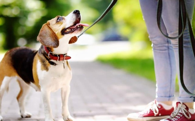 Choosing the Right Puppy Collar and Leash - A Guide for Every Dog Owner