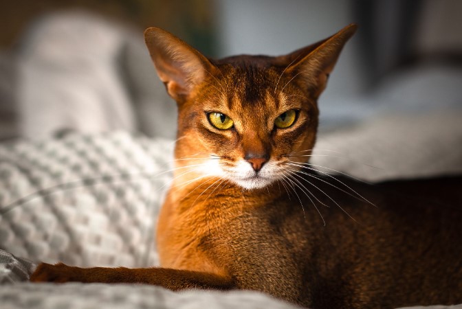 Abyssinian Cat: A Graceful and Intelligent Companion