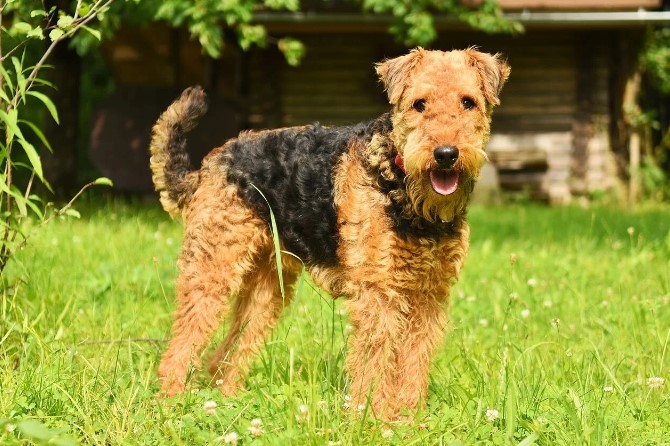 Airedale Terrier Dog: The King of Terriers