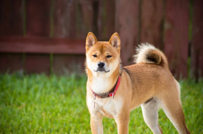 Unveiling the Majestic Akita Dog: A Companion with a Storied Heritage