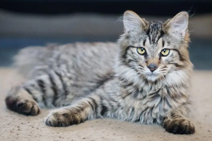 American Bobtail Cat: The Unique and Affectionate Feline Companion