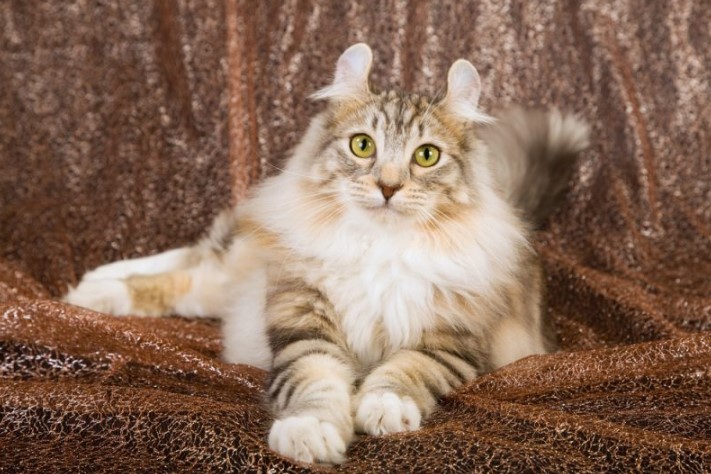 American Curl Cat: The Curiously Charming Feline
