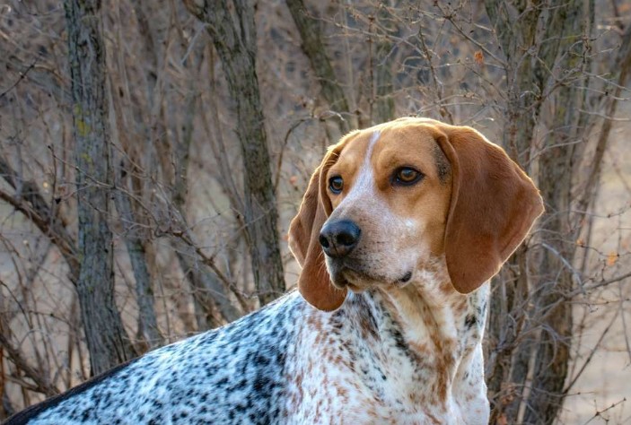 American English Coonhound: A Guide to this Versatile Breed