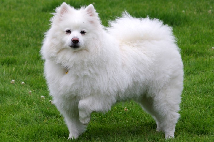 American Eskimo Dog: The Fluffy White Companion