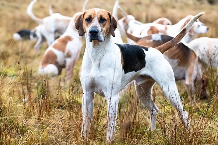 American Foxhound