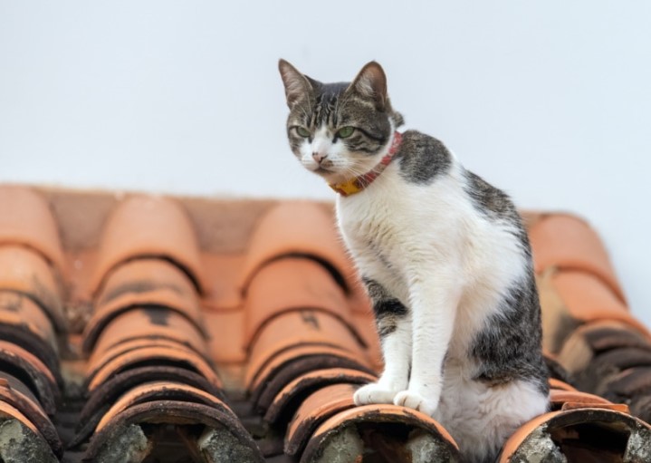 American Wirehair Cat: A Unique Feline Companion