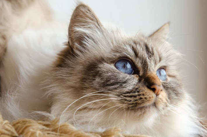 Birman Cats – Sacred Cat of Burma