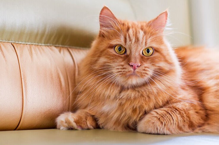 Embracing the Charm of Orange Cats: A Guide to Understanding Their Unique Personalities