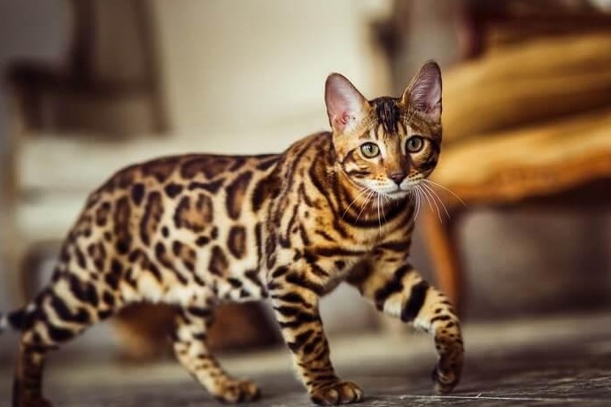 The Fascinating World of Bengal Cats