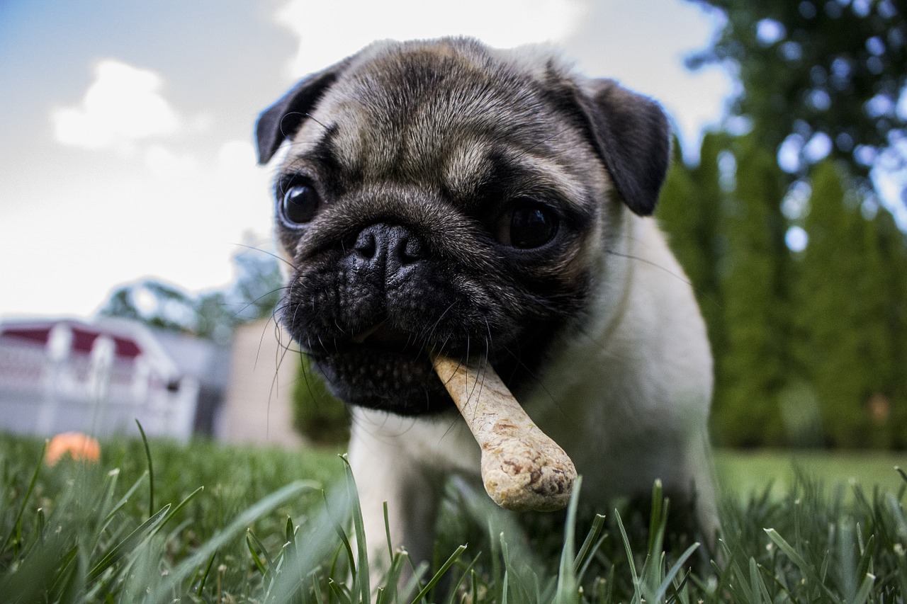 Healthy Dog Treats: How to Help Your Canine Friend Eat