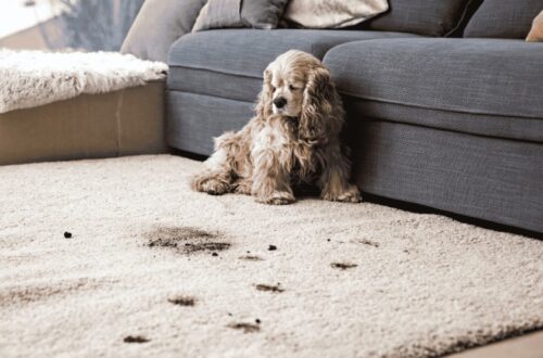 How to Protect Your Carpets When You Have Pets How to Protect Your Carpets When You Have Pets