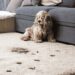 How to Protect Your Carpets When You Have Pets