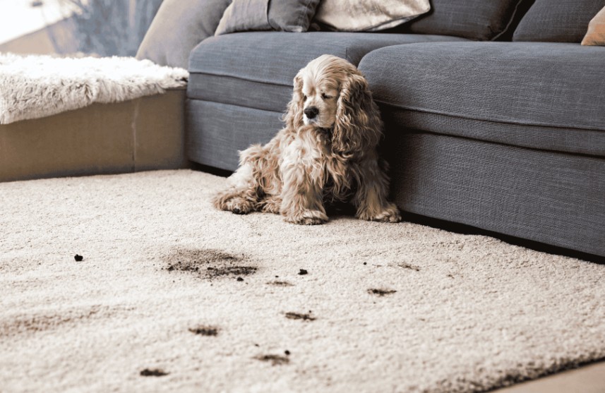 How to Protect Your Carpets When You Have Pets